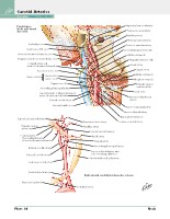 Frank H. Netter, MD - Atlas of Human Anatomy (6th ed ) 2014, page 51